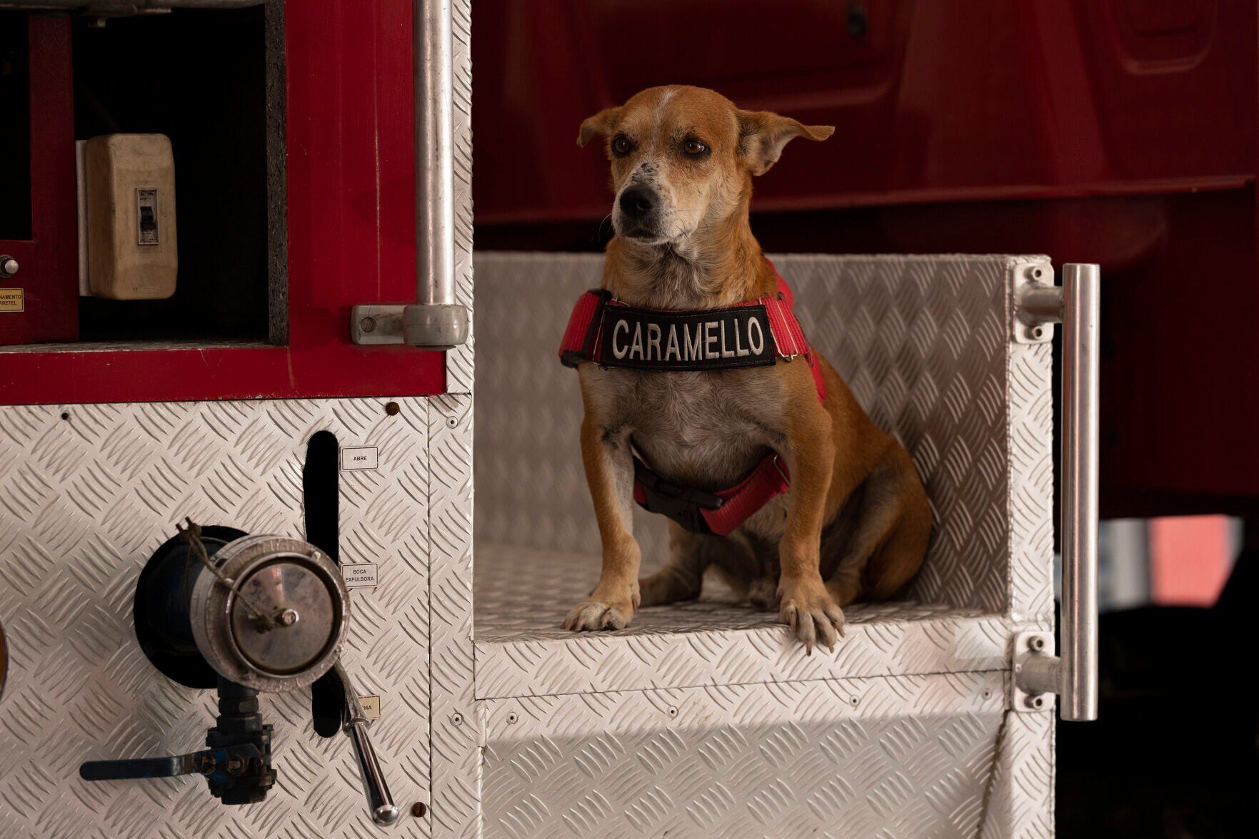 Brazil Rescue Dogs